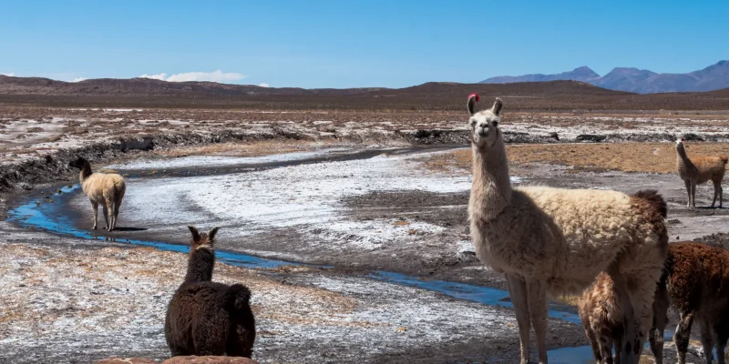 Bolivian Andes