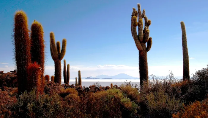 Incahuasi island in uyuni