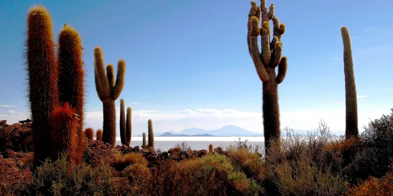 Incahuasi island in uyuni