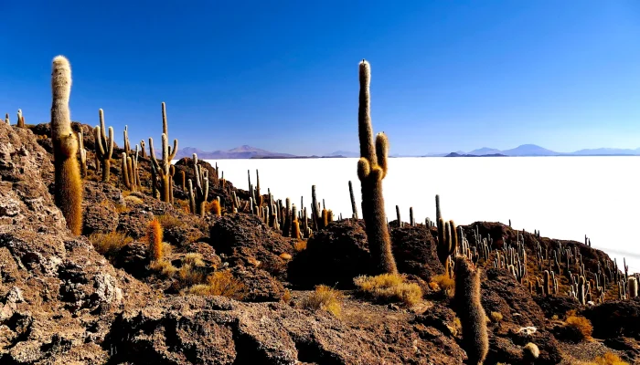 Isla Incahuasi, Bolivia Uyuni
