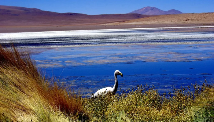 Laguna Cañapa (1)