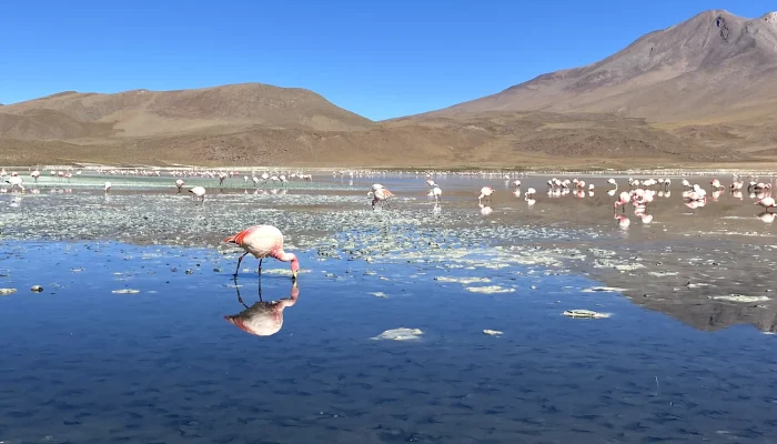Laguna Hedionda Flamagos_Nomadex