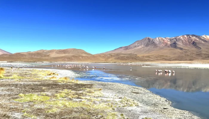 Laguna Hedionda Uyuni_Nomadex