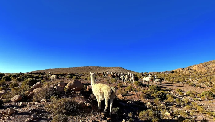 Llamas_ Nomadex