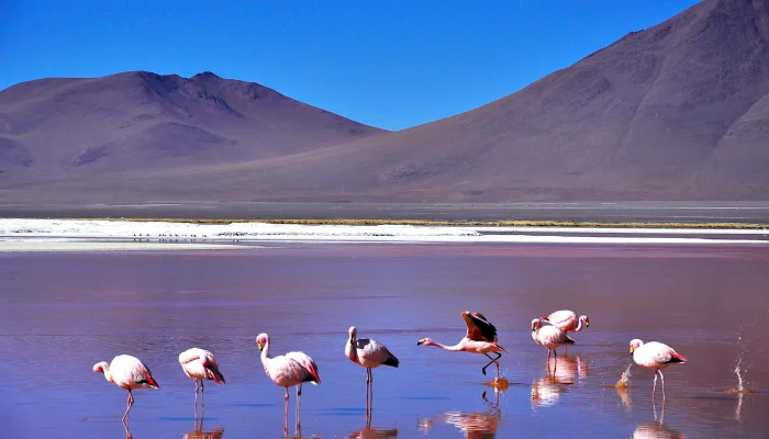 red lagoon in bolivia